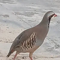 بلدرچین اهلی