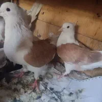 کبوتر عالی