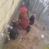 خروس هیکل و سنگین وزن ودوتا مرغ سیاه سالم