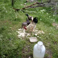 خروس لاری و