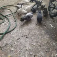 کبوتر پر