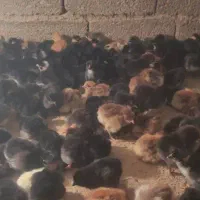 جوجه محلی گردن لخت و...