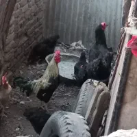 مرغ خروس محلی