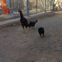 تخم مرغ لاری اصل