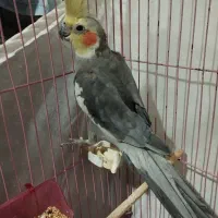 عروس هلندی نر بسیار زیبا