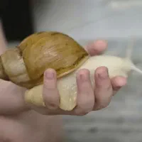 حلزون اچاتنیا کینگ سایز