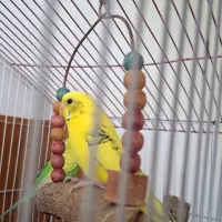 جفت مرغ عشق