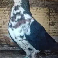ساده افشون گلدار درجه یک