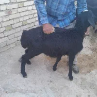 بره نر قره قزل