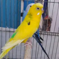 مرغ عشق