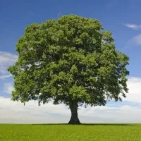 سلطان پیوند ایران تخصصی و فوق حرفه ای
