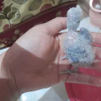 جوجه سرلاکی طوطی برزیلی