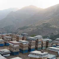 عسل ناب کوهستان الموت
