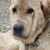 سگ   پژدر