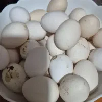 تخم مرغ محلی