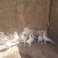 کبوتر