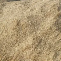 کاه گندم و جو