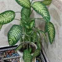 گل های طبیعی زیبا