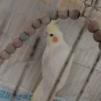 عروس هلندی مولد