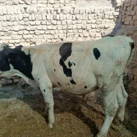 گوساله نر