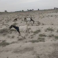 بز چینی