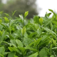 چای بهاره لاهیجان