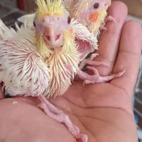 عروس هلندی سرلاکی