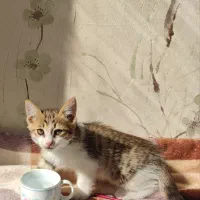 گربه