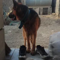 سگ ژرمن