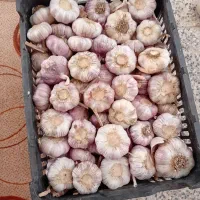 سیر صادراتی