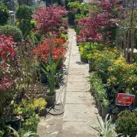 گل و گیاه بیرونی