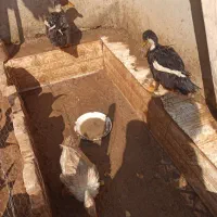 اردک خانگی