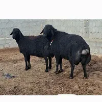 قوچ افشاری  سیاه