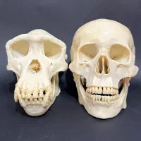 جمجمه انسان و شامپانزه مناسب پزشکی علمی