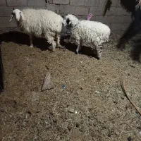 کاور ، بره نر