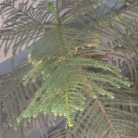 گل چتری زیبا