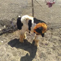 بره قوچی