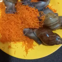 حلزون آلبینو نه سانت ۶ عدد