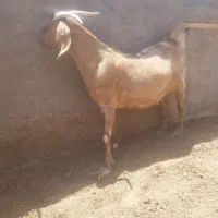 بز جوان شکم اولی برای قربانی