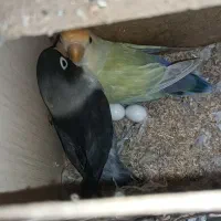 یه جفت کوتوله برزیلی تخم گذار