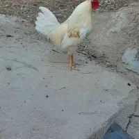 خروس محلی