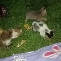 سه تا گربه ناز و قشنگ بدون مادر در پارک