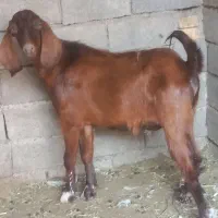 بز نر
