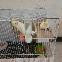 عروس هلندی
