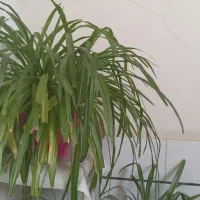 گل گندم|گل و گیاه طبیعی|قزوین, |دیوار