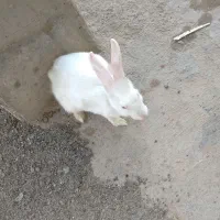 خرگوش سفید چشم شرابی