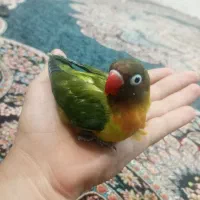 سخنگو