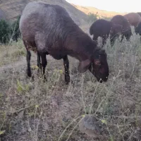 قوچ کردی