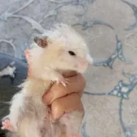 همستر نر پشمالو معاوضه