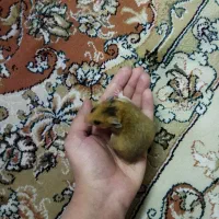 همستر ۲ ماهه